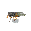 Giant cicada model