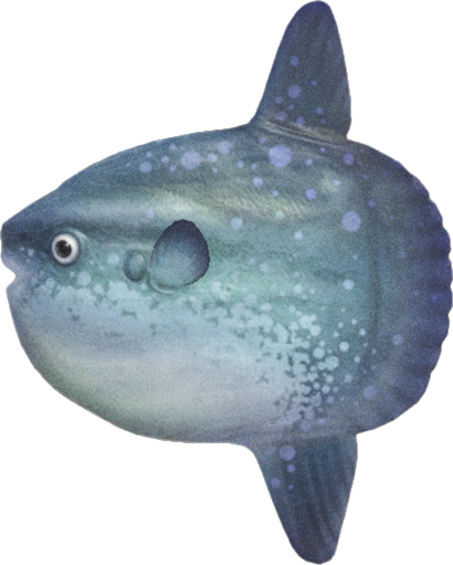 Ocean sunfish - Animal Crossing Wiki - Nookipedia