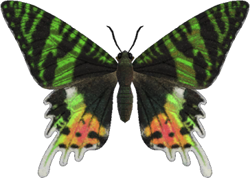 Artwork of Madagascan Sunset Moth