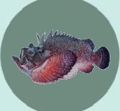 Artwork of Stonefish