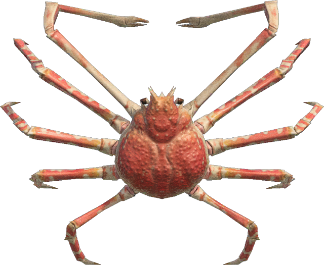 Spider crab - Animal Crossing Wiki - Nookipedia