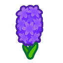 Purple Hyacinth