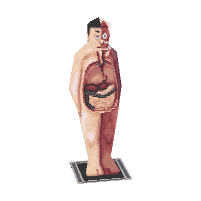 anatomical model