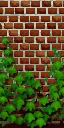Texture of ivy wall