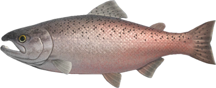 King salmon - Animal Crossing Wiki - Nookipedia