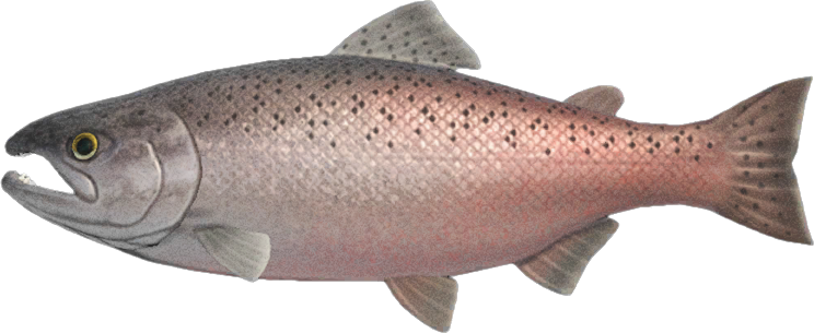 Artwork of King Salmon