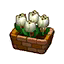 White Tulips HHD Icon.png