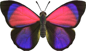 Agrias butterfly - Animal Crossing Wiki - Nookipedia
