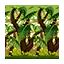 Jungle Wall HHD Icon.png