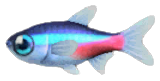 Artwork of Neon Tetra