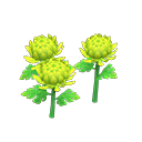 Green-mum plant