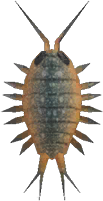 Artwork of Wharf Roach