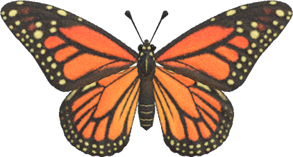 Monarch_Butterfly_NH.png