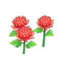 Red-mum plant