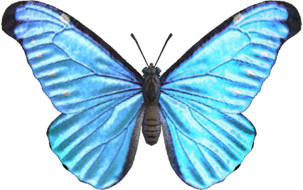 Emperor butterfly - Animal Crossing Wiki - Nookipedia
