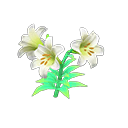 White-lily plant