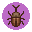 dynastid beetle