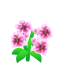 Pink Lilies NBA Badge.png