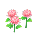 Pink-mum plant
