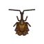 Violin Beetle HHD Icon.png