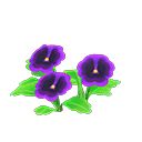 Purple-pansy plant