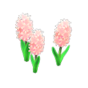 Pink-hyacinth plant