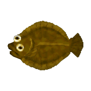 Olive Flounder CF Model.png