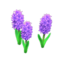 purple-hyacinth plant