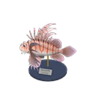 zebra turkeyfish model