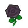 black roses