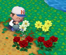CF Watering Flowers.jpg