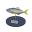 horse mackerel model