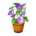 Morning glory's Purple flower variant
