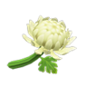 white mums