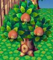 CF Peach Tree.jpg