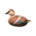 Decoy duck's Spot-billed variant