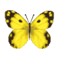 Yellow Butterfly CF Model.png