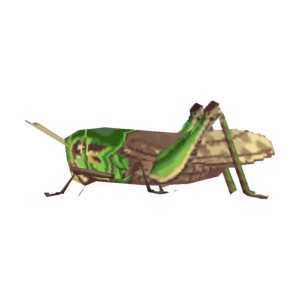 Migratory Locust CF Model.png