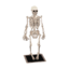 Skeleton WW Model.png