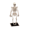 skeleton