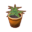 Aloe PC Icon.png