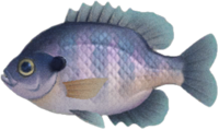 Artwork of bluegill