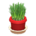 Cat Grass's Red variant