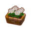 Potted White Dahlias PC Icon.png