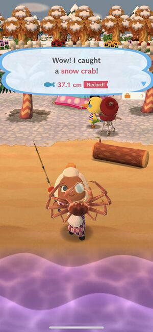 Caught Snow Crab PC.jpg