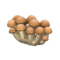 Mush Partition (Ordinary Mushroom) NH Icon.png