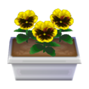 yellow pansies