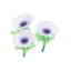 white-windflower plant