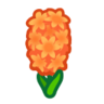 orange hyacinths
