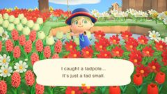 Tadpole/Gallery - Animal Crossing Wiki - Nookipedia